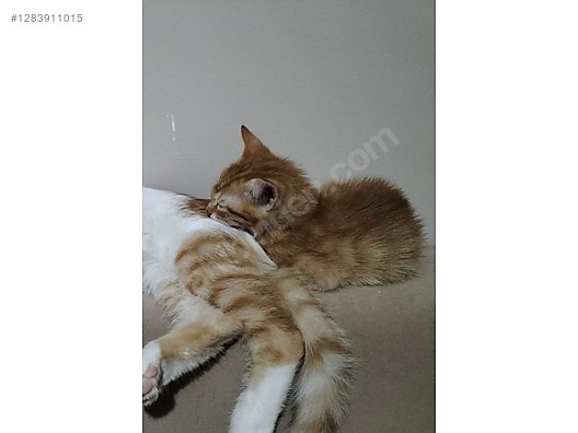 Hayvanlar Alemi / Evcil Hayvanlar / Kedi / Sarman