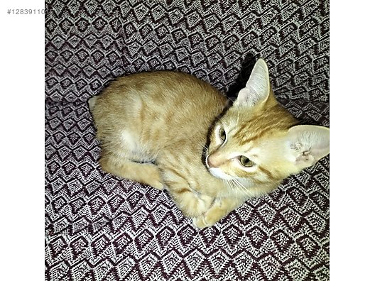 Hayvanlar Alemi / Evcil Hayvanlar / Kedi / Sarman