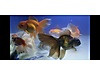Pets & Livestock / Aquarium Fish / Goldfish / Oranda