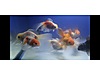 Pets & Livestock / Aquarium Fish / Goldfish / Oranda