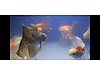 Pets & Livestock / Aquarium Fish / Goldfish / Oranda