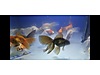 Pets & Livestock / Aquarium Fish / Goldfish / Oranda