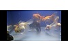 Pets & Livestock / Aquarium Fish / Goldfish / Oranda