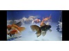 Pets & Livestock / Aquarium Fish / Goldfish / Oranda