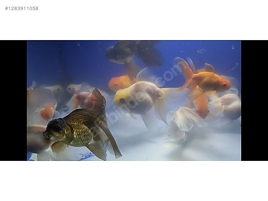 Pets & Livestock / Aquarium Fish / Goldfish / Oranda