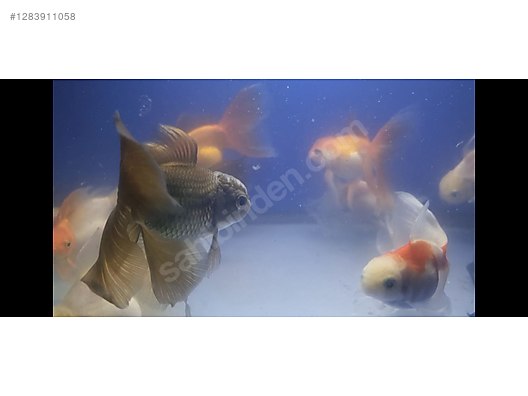 Pets & Livestock / Aquarium Fish / Goldfish / Oranda