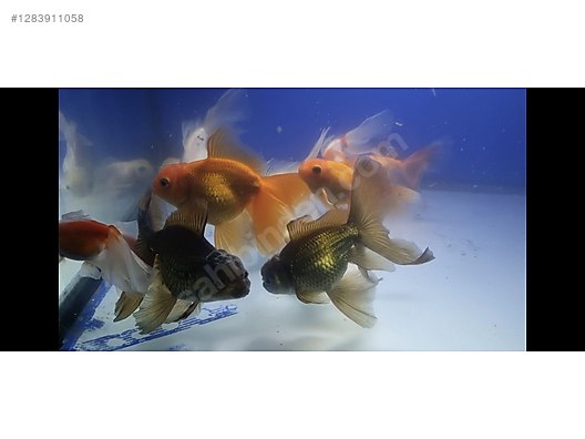 Pets & Livestock / Aquarium Fish / Goldfish / Oranda