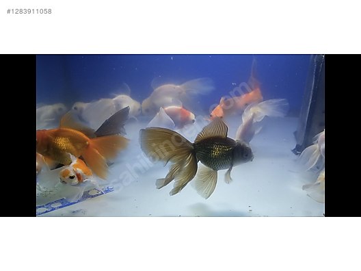 Pets & Livestock / Aquarium Fish / Goldfish / Oranda