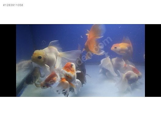 Pets & Livestock / Aquarium Fish / Goldfish / Oranda