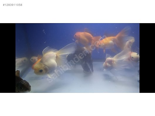 Pets & Livestock / Aquarium Fish / Goldfish / Oranda
