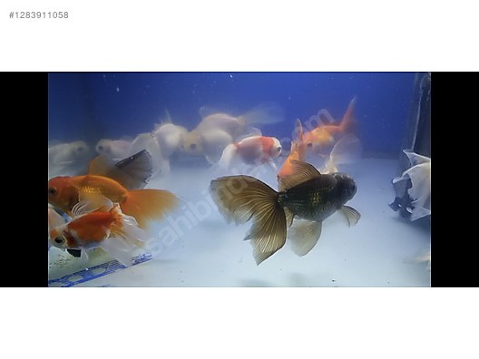 Pets & Livestock / Aquarium Fish / Goldfish / Oranda