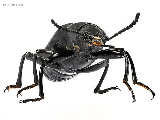 Hayvanlar Alemi / Böcekler / Diğer Türler