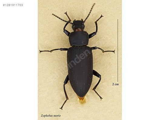 Hayvanlar Alemi / Böcekler / Diğer Türler