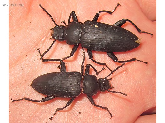 Hayvanlar Alemi / Böcekler / Diğer Türler