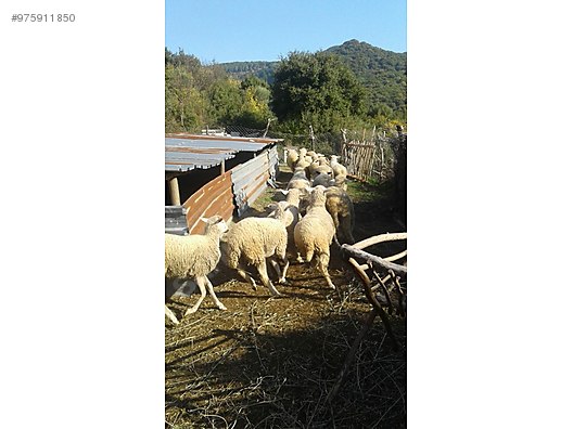 koyun sahibinden satilik koyunlar ve sayasi sahibinden comda 975911850 koyun sahibinden satilik koyunlar ve sayasi sahibinden comda 975911850