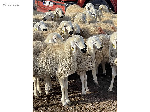 lambs 36 adet erkek sivas kangal besili kuzu at sahibinden com 979912037
