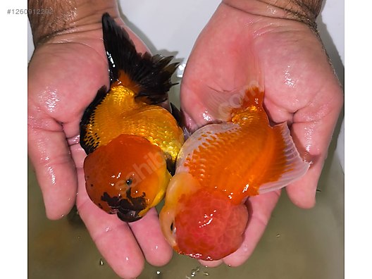 Restoran hojatxonasida retro porno Bodibilding porno tomosha