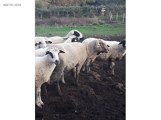 koyun 13 adet merinos sakiz karisik koyun satilik sahibinden comda 967913505
