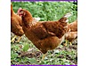 Pets & Livestock / Poultry & Fowl / Chickens