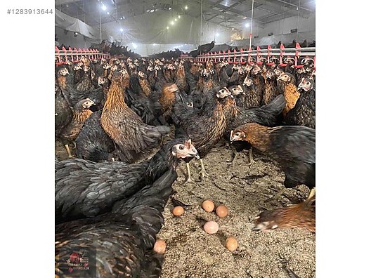 Pets & Livestock / Poultry & Fowl / Chickens