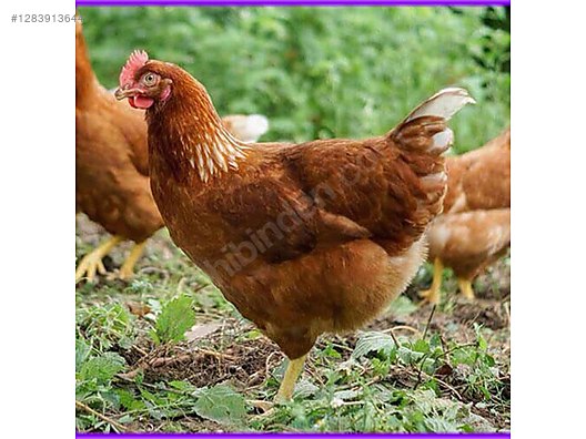 Pets & Livestock / Poultry & Fowl / Chickens