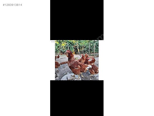 Pets & Livestock / Poultry & Fowl / Chickens
