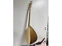 Kısa sap ceviz ağacı