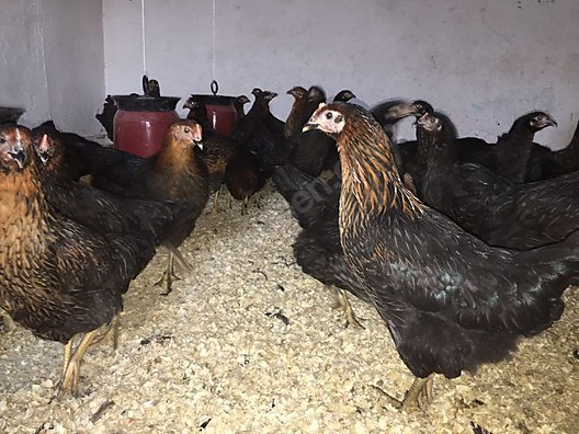 Pets & Livestock / Poultry & Fowl / Chickens