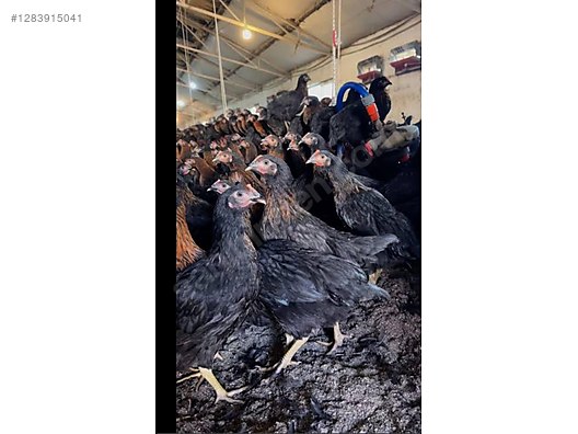 Pets & Livestock / Poultry & Fowl / Chickens