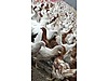 Pets & Livestock / Poultry & Fowl / Chickens