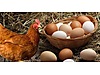 Pets & Livestock / Poultry & Fowl / Chickens