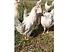 Pets & Livestock / Poultry & Fowl / Chickens