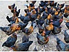 Pets & Livestock / Poultry & Fowl / Chickens
