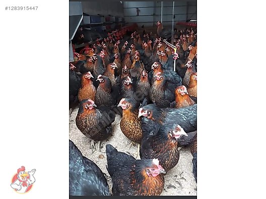Pets & Livestock / Poultry & Fowl / Chickens
