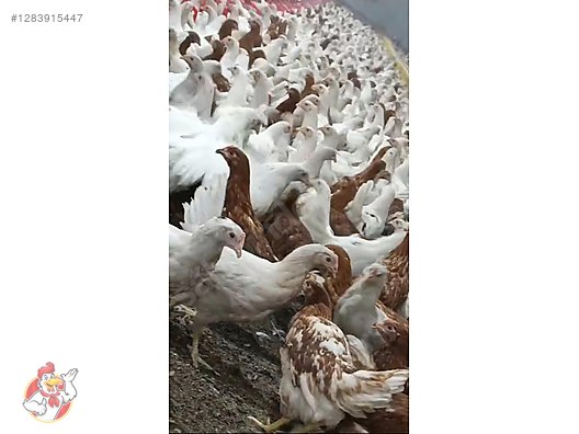 Pets & Livestock / Poultry & Fowl / Chickens