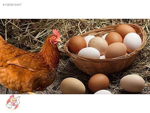 Pets & Livestock / Poultry & Fowl / Chickens