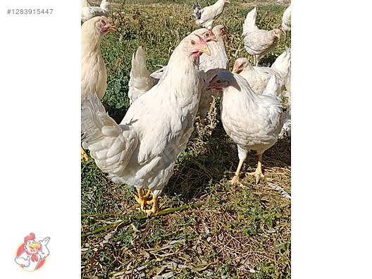 Pets & Livestock / Poultry & Fowl / Chickens
