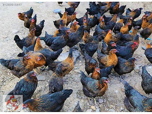 Pets & Livestock / Poultry & Fowl / Chickens