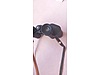 Used & Brand New Items / Cameras & Photographic Equipment / Binoculars