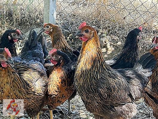 Pets & Livestock / Poultry & Fowl / Chickens