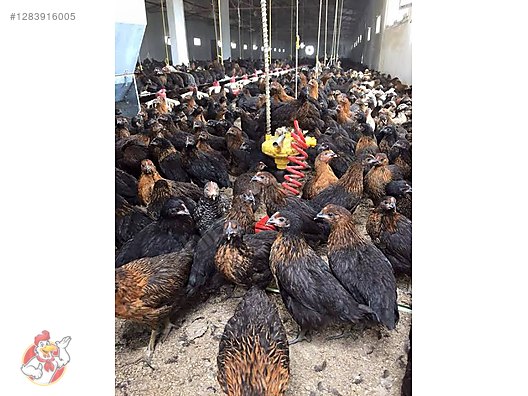 Pets & Livestock / Poultry & Fowl / Chickens