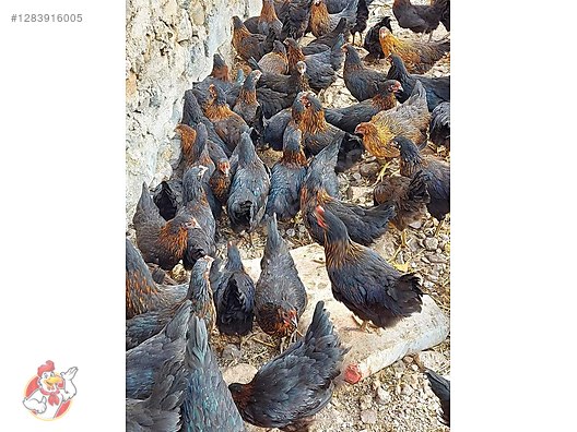 Pets & Livestock / Poultry & Fowl / Chickens