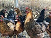 Pets & Livestock / Poultry & Fowl / Chickens