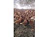 Pets & Livestock / Poultry & Fowl / Chickens