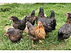 Pets & Livestock / Poultry & Fowl / Chickens