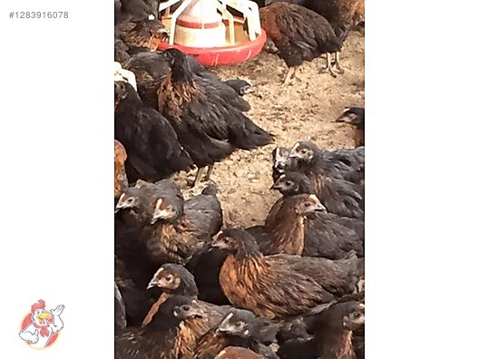 Pets & Livestock / Poultry & Fowl / Chickens