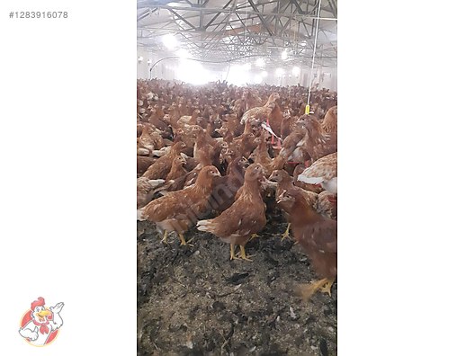 Pets & Livestock / Poultry & Fowl / Chickens