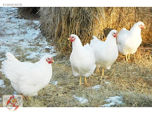 Pets & Livestock / Poultry & Fowl / Chickens