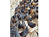 Pets & Livestock / Poultry & Fowl / Chickens