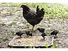 Pets & Livestock / Poultry & Fowl / Chickens
